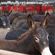 山西肉驴养殖指南 临汾适合饲养吗？养殖场分布与引种建议