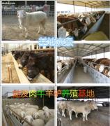 母羊的饲养方法 科学管理提高繁殖效率与养殖效益